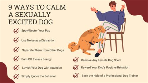 horny dog|9 Ways to Calm a Sexually Excited Dog